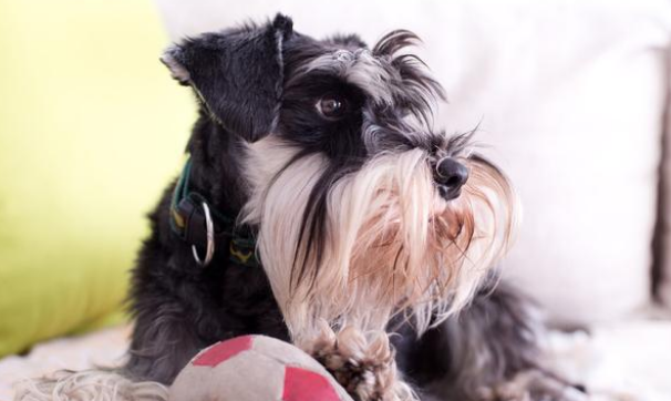 农村大爷收养的田园犬,从不吃狗粮,竟胖成一只猪