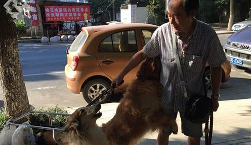 年龄接近80岁的老人每天坚持带因中风导致后腿瘫痪的狗狗出去散步