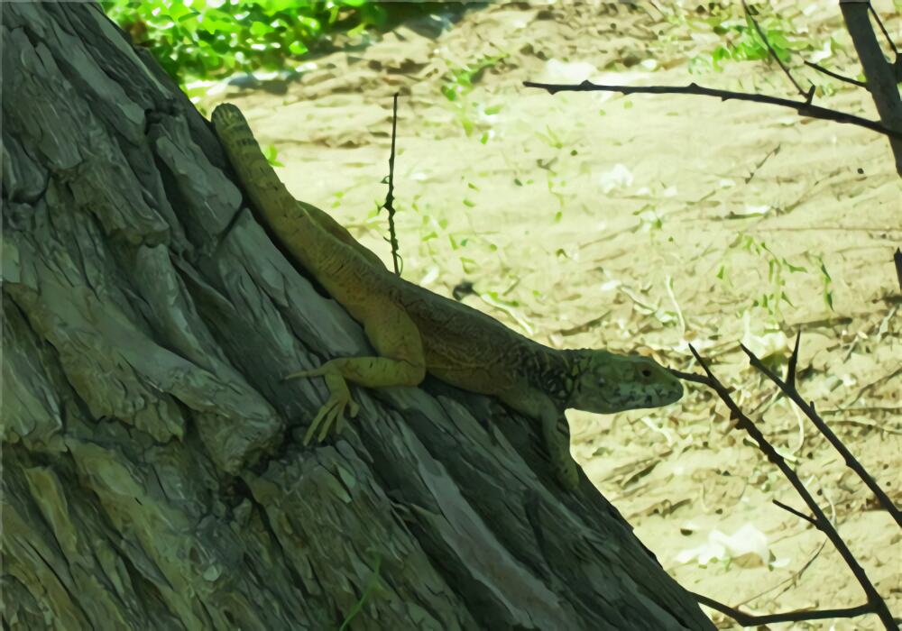 新疆岩蜥身份信息