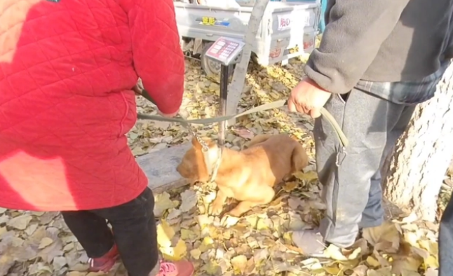 眼看金毛上狗肉车,大哥急忙制止,面对狗主问价,大哥:比上锅强