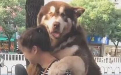女人骑着电动车带阿拉斯加犬去玩,骑到半路不幸发生了!