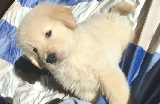 狗子都没有笑容，主人白对它那麼好啦，狗：我并不要想