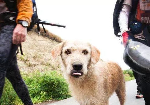 狗的一生很短暂，对狗狗来讲，什么东西最珍贵