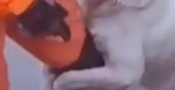 消防员洪水中救了狗狗一命,狗狗搂着消防员大腿不让走,感动