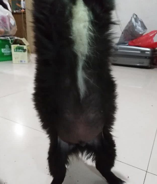 小奶狗第一次吃肉,肚子大到四脚朝天都翻不过身来了,太扎心了