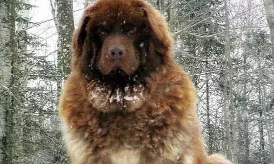 这类超大型犬,外观设计比藏獒凶猛,胆量却比芝小孩小,称为北欧风巨怪