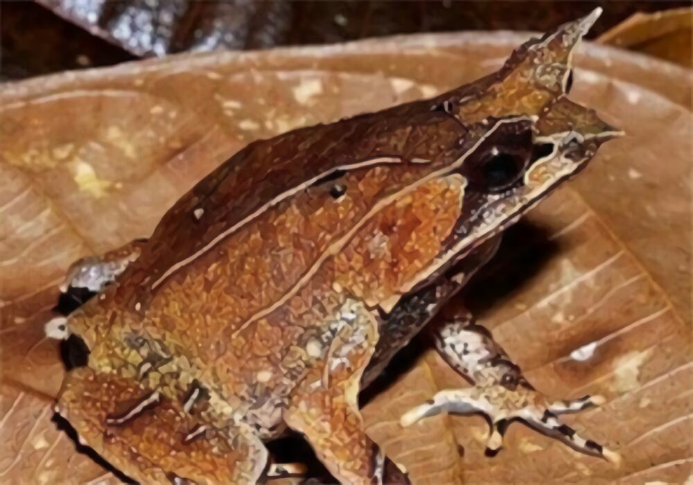 三角枯叶蛙身份信息