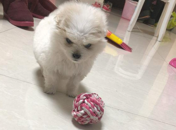 喂了流浪犬二天,狗狗就积极跟随她回了家,女生差点儿被老妈赶外出