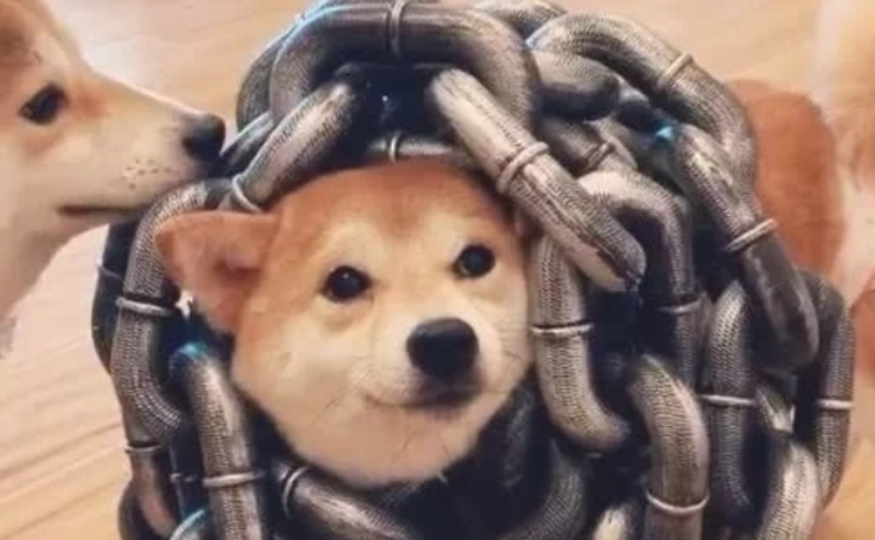 狗狗被一圈铁链盘绕,差点儿累垮,柴犬真的很难