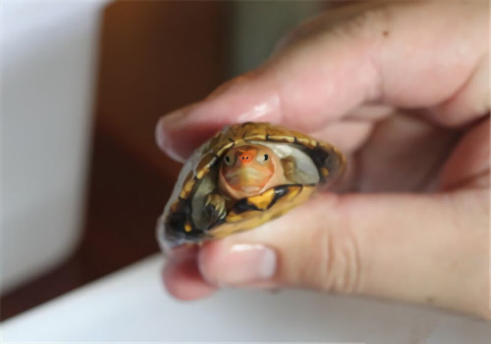 红面泥龟身份信息