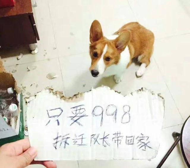 当我们出门之后,狗狗独自在家会干些什么呢?