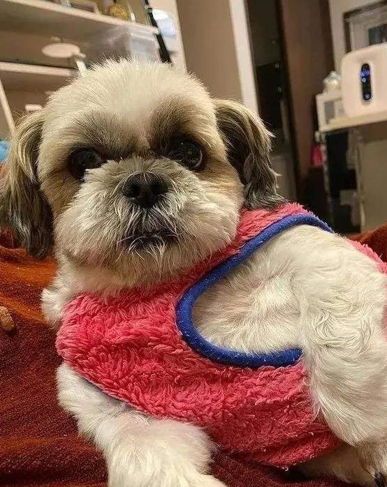 铲屎官想趁狗狗白天睡觉情况下悄悄出门,却想不到被抓个正着