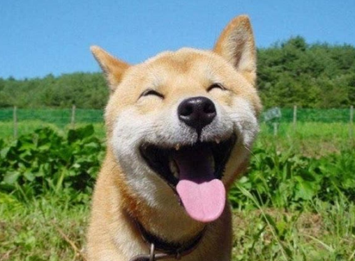 网红明星柴犬好养吗？你们说柴犬多少钱一只