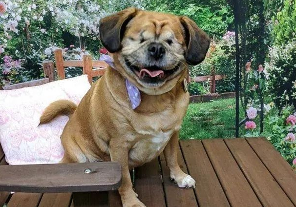 狗狗眼睛失明后,伙伴积极当它的导盲犬,这情感肯定不塑胶