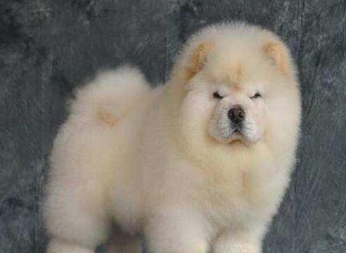 怕热的4种狗, 雪橇三傻中有两个上榜, 它在夏天简直像穿了羽绒服