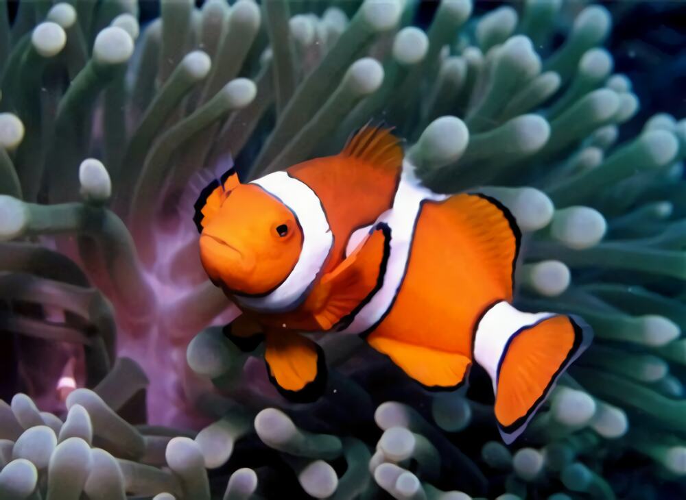 小丑鱼身份信息