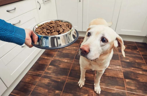 家里的狗挑食不吃狗粮,于是主人想了个办法……