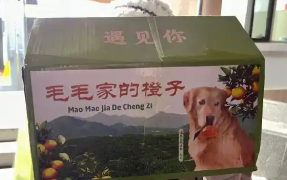 网红金毛犬突发心脏病离世,曾因摘橙子助农走红