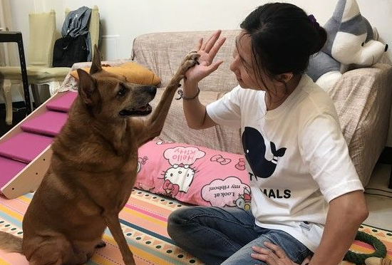 狗狗早起养被丢水沟边 被女子带回收留十年