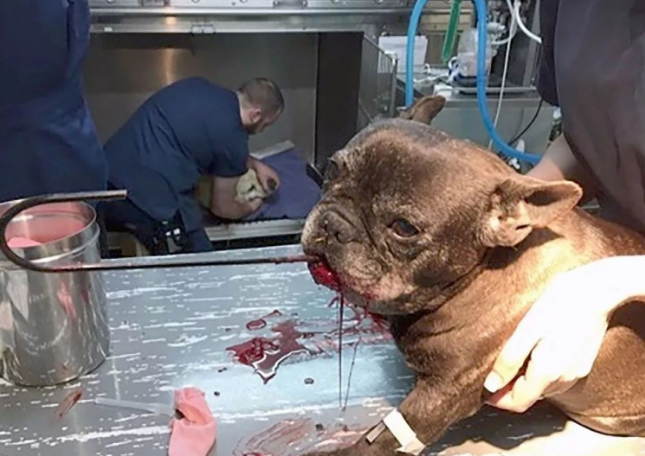 11岁的萌宝斗牛犬由于它基本上狗命不保,出门时小狗要关紧