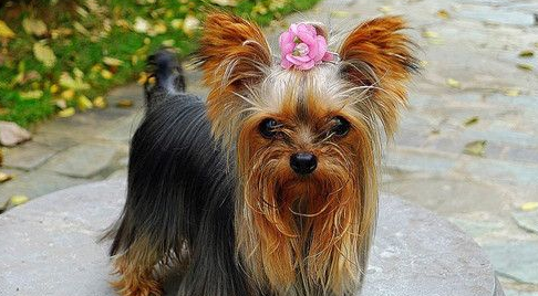 宠物店员工离开不到两分钟 珍贵名犬被盗
