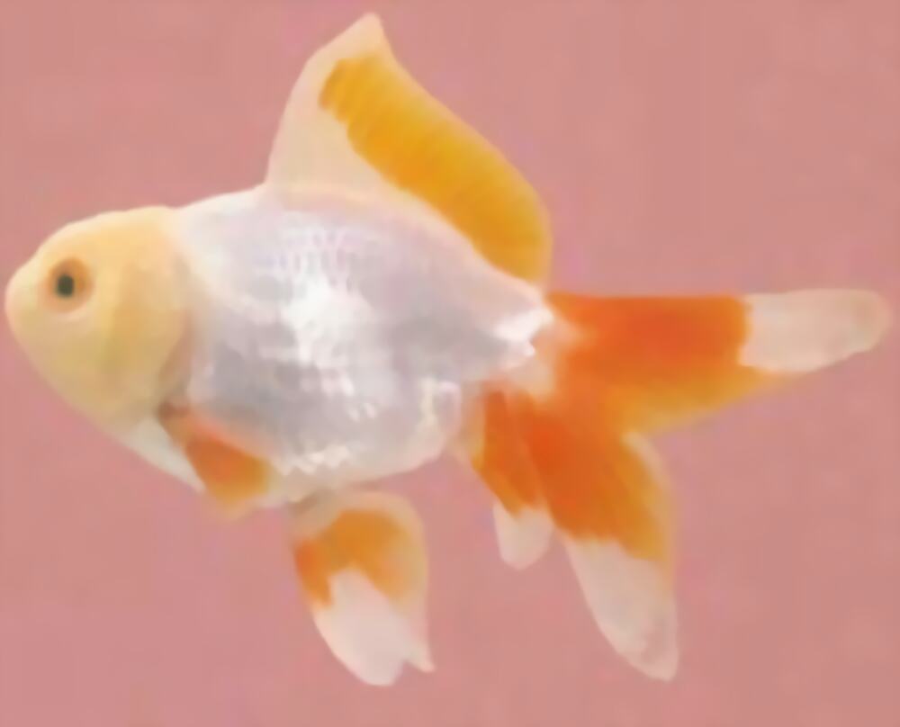 黄高头身份信息