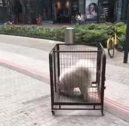 萨摩耶被送去寄养,宠物店通知:你家狗偷了我的笼子,你管不管吧