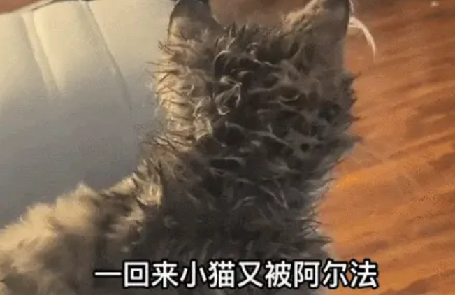 救命!狗子把猫舔成“芒果核”冲上热搜