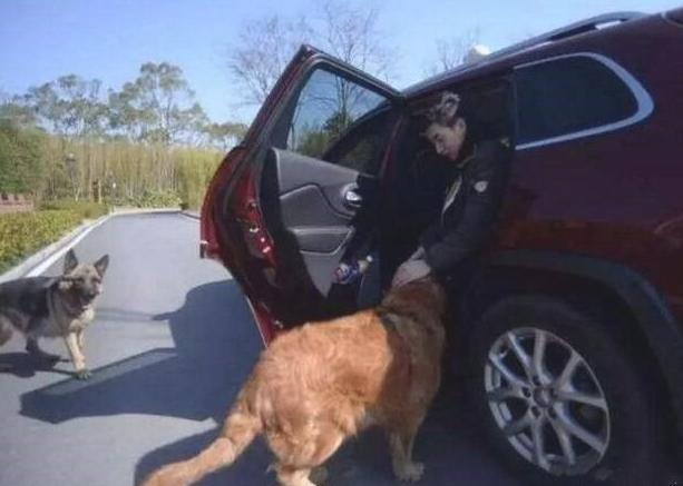 小伙子解救将要被宰的狗狗,救命恩人狗狗永生难忘!