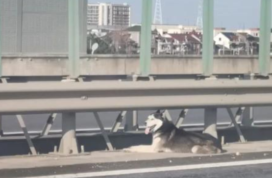 哈士奇误闯高速致堵车！网友：这次真的“堵成狗”