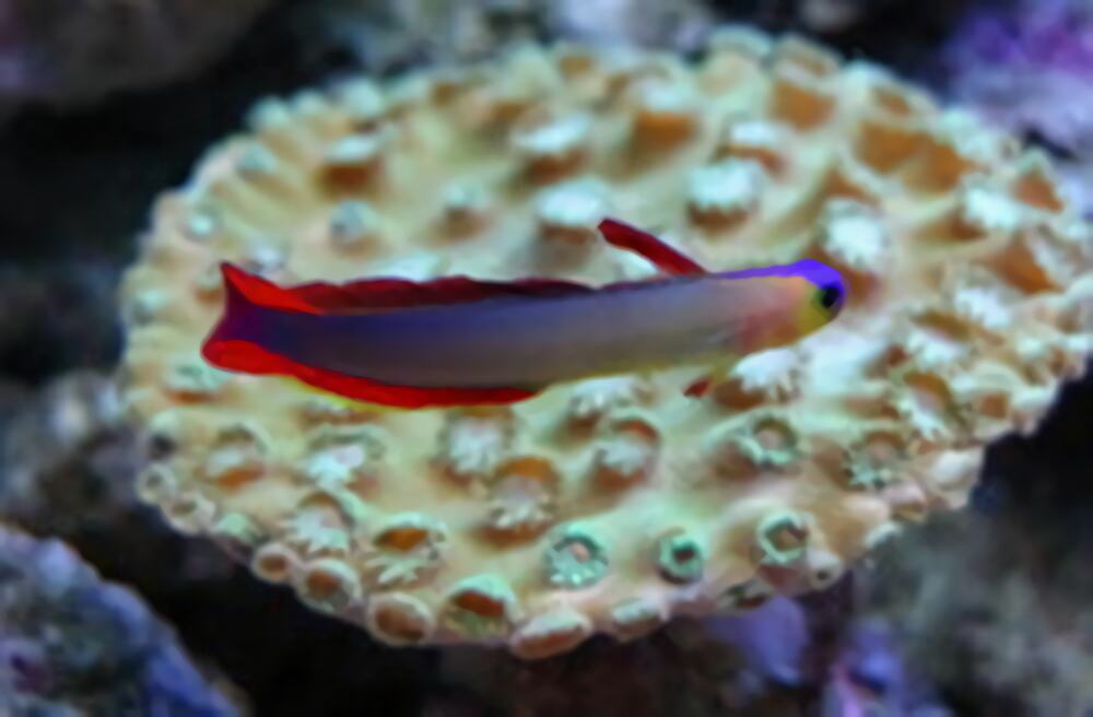 华丽线塘鳢身份信息