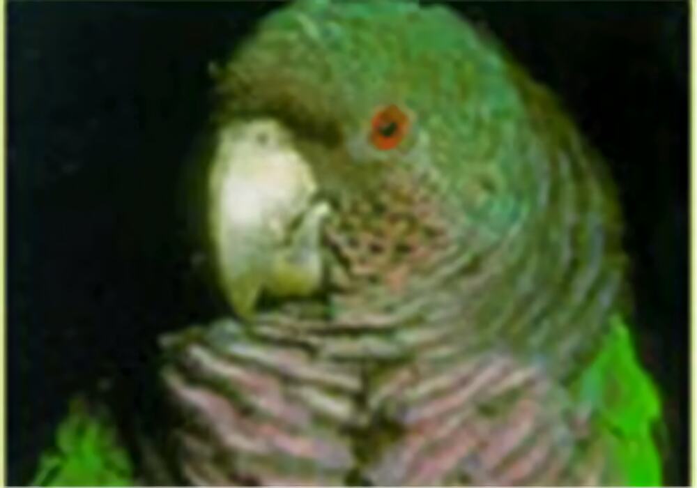 帝王亚马逊鹦鹉身份信息