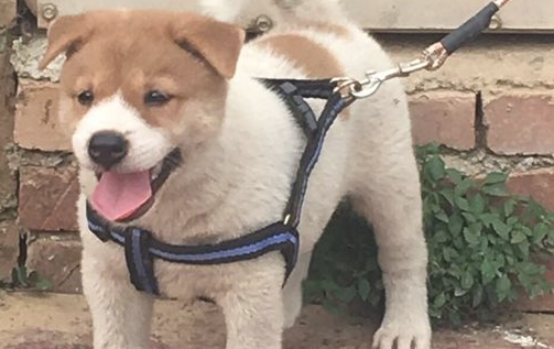 网民带土狗回家，它看啥都感觉奇特，狗：我想留有