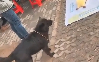 街头套陷阱了条小黑狗,狗狗那时候就蒙了:“我它汪的有家了?”