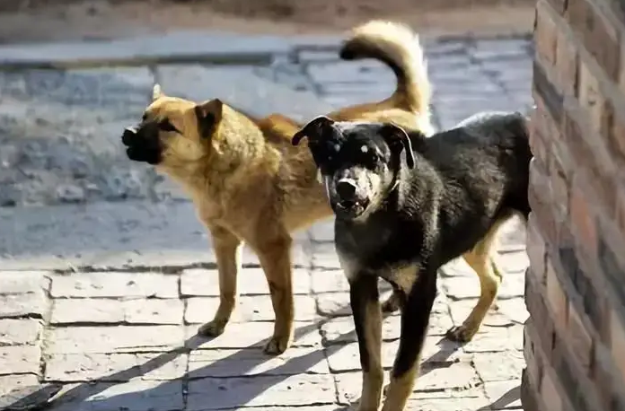 台湾一只看门犬发现原主人偷窃新主人 故意不叫