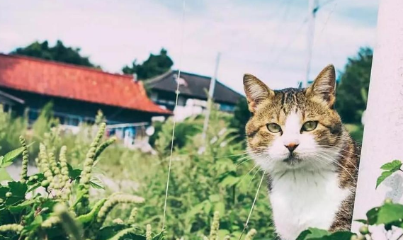 “奇葩”岛屿禁止任何狗上岛，却是猫咪的天堂