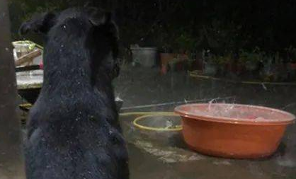 狗子自小喜爱坐水槽玩乐,結果第一次碰到下雨吓住脚软哆嗦:救我!