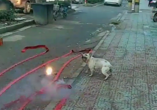 新店开业放鞭炮,斗牛犬跳进鞭炮堆里狂叫,狗:旺旺旺……