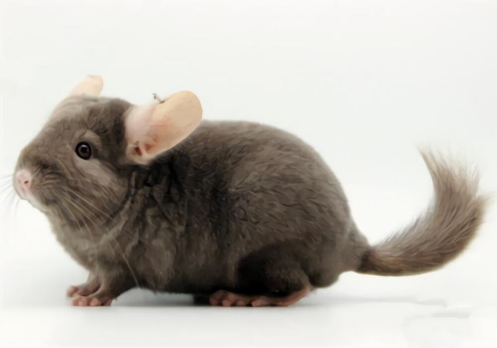 纯啡龙猫身份信息