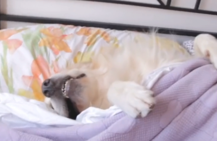 狗狗趁主人工作偷爬到床边入睡，想不到被主人暴打，反映太搞笑了