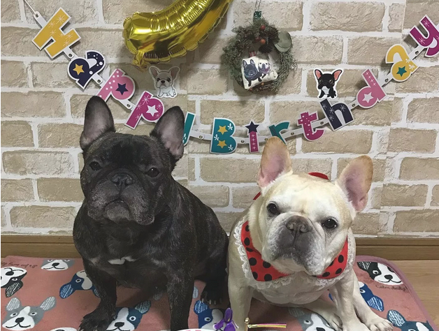 超萌法国斗牛犬cp,小宠物界恩爱夫妻!