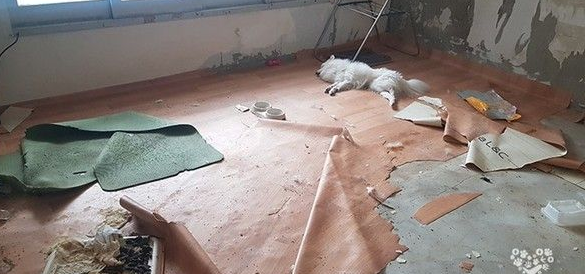 南韩发生虐狗悲剧 狗被关空屋惨遭活活饿死