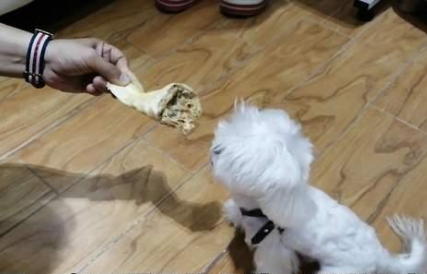 小狗吃饭护食,家人不能靠近!连拿骨头靠近都被无差别攻击