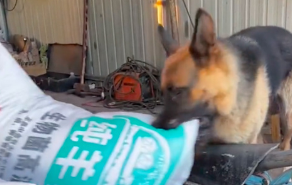 狗狗白天当质检员,晚上看门当保安,没有一口狗粮是白吃的