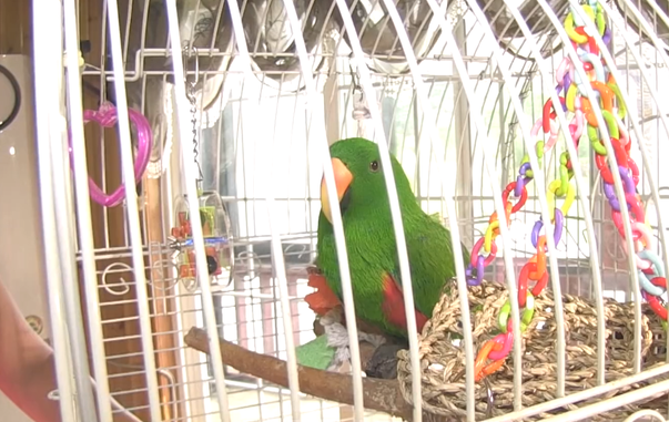 小鹦鹉每天吐物品给小狗吃，小狗照单全收，年胖24斤愁坏主人家