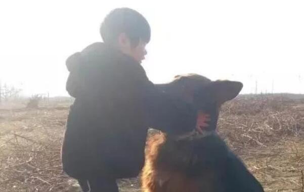 孩子与狗狗真的不能共存吗?看看国内外专家是怎么说的!