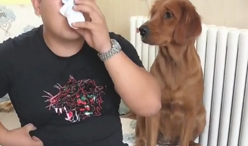 狗狗羡慕嫉妒主人的酸牛奶，却被主人措不及防搞怪，狗狗心痛一地