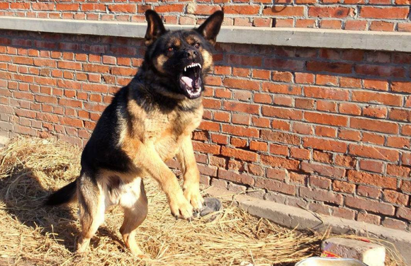 野狼偷羊遭受牧羊犬,霸者碰面立即打架斗殴,摄像镜头纪录少见全过程!