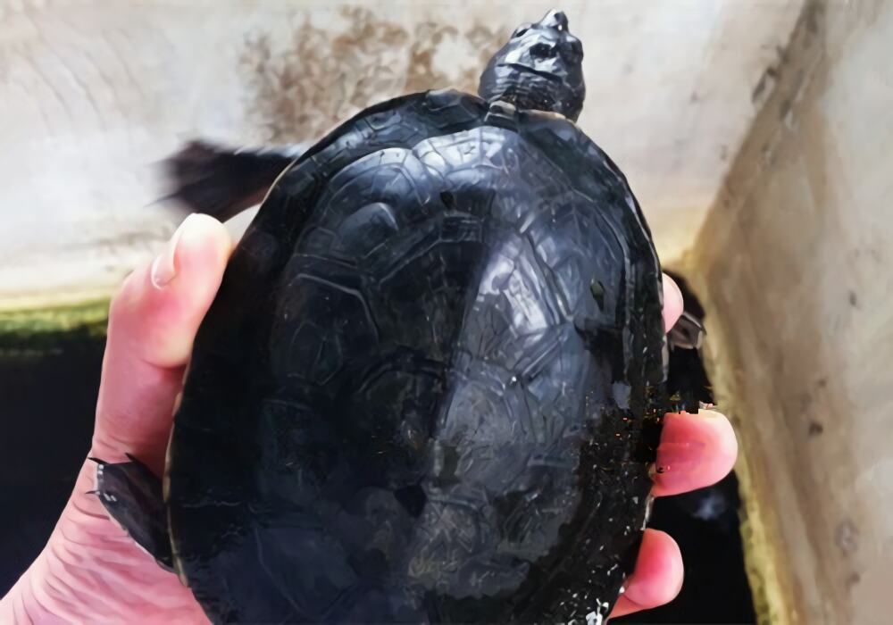 中美洲河龟身份信息