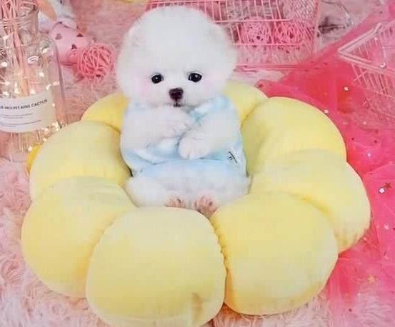 小狗狗被打扮成公主，乖乖躺在萌窝里，心已经被狗萌化！